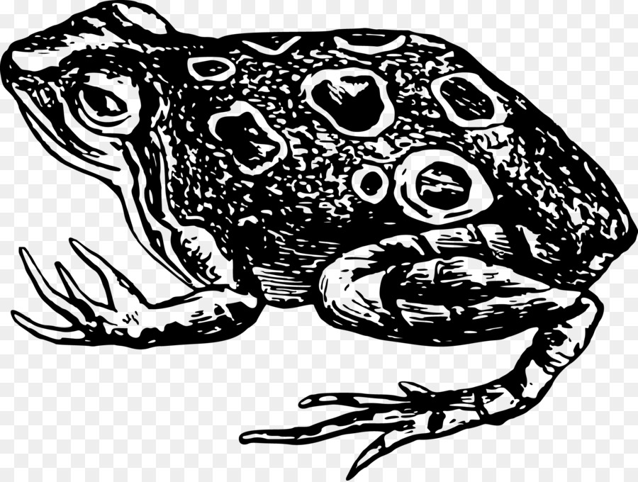 Toad Frog Amphibian Black And White Clip Art   Vector Frog - Toad Black And White, Transparent background PNG HD thumbnail