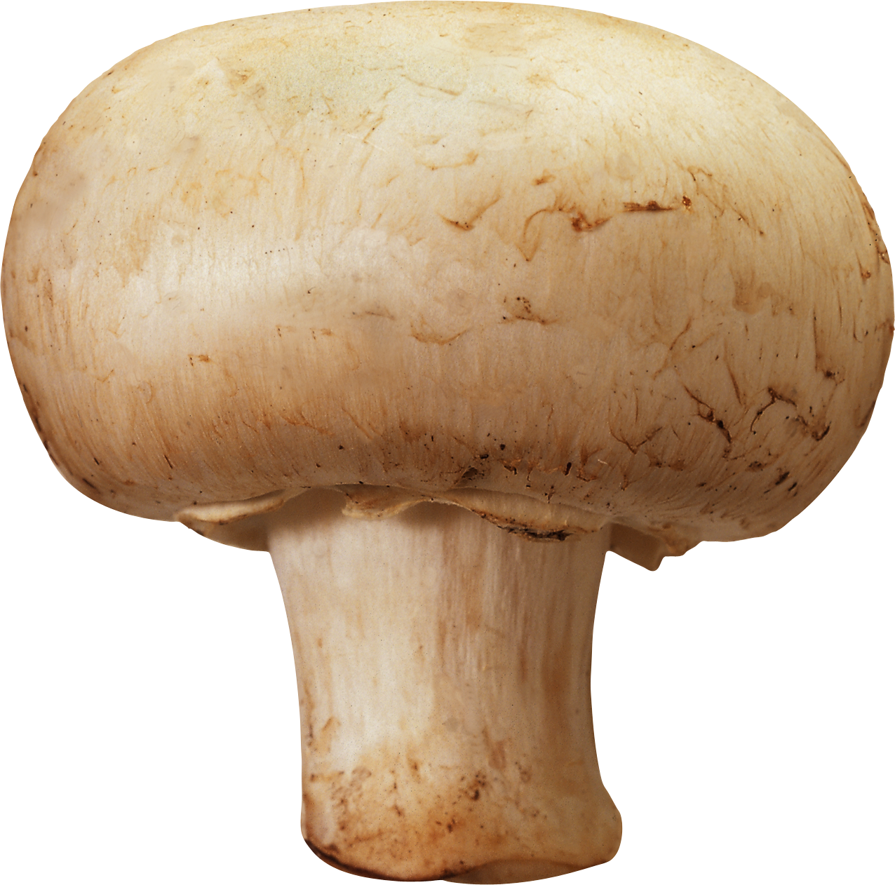 Mushroom Png Image - Toadstool, Transparent background PNG HD thumbnail