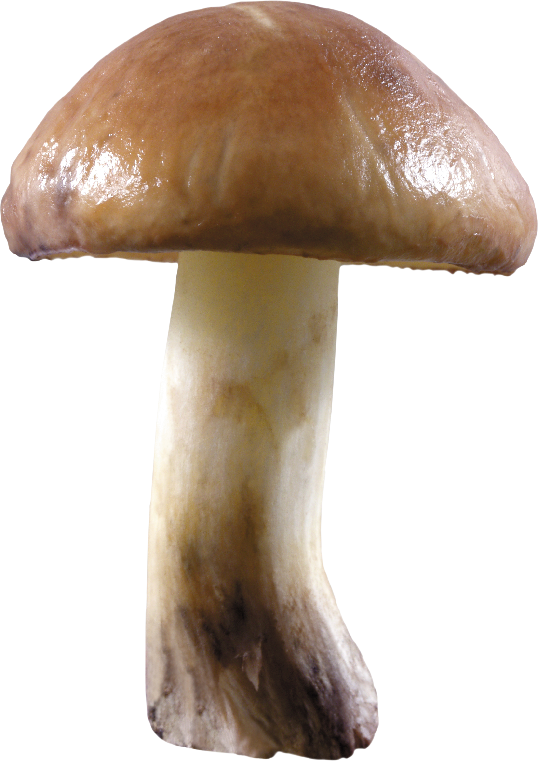 Mushroom Png Image - Toadstool, Transparent background PNG HD thumbnail