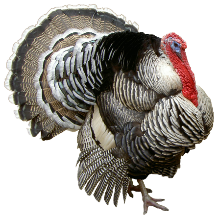 Tomahawk Creek Turkey Farm - Turkey Bird, Transparent background PNG HD thumbnail