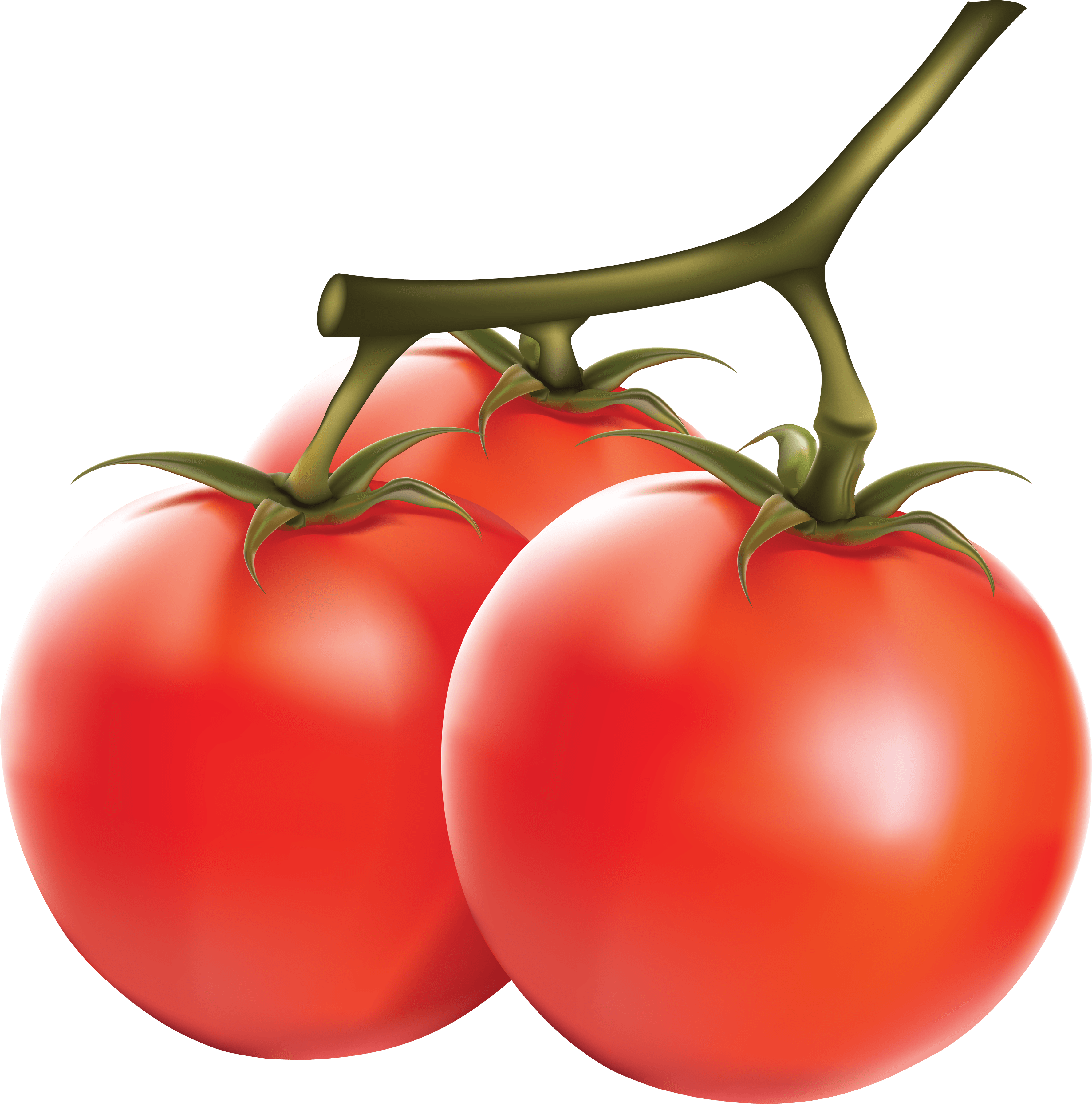 Tomatoes With A Transparent B