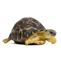 Tortoise Picture Png Image - Tortoise, Transparent background PNG HD thumbnail