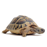 Tortoise Png Clipart Png Image - Tortoise, Transparent background PNG HD thumbnail