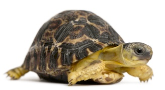 Tortoises For Sale - Tortoise, Transparent background PNG HD thumbnail