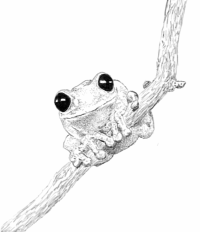 Tree Frog PNG Black And White - Black And White Tree F