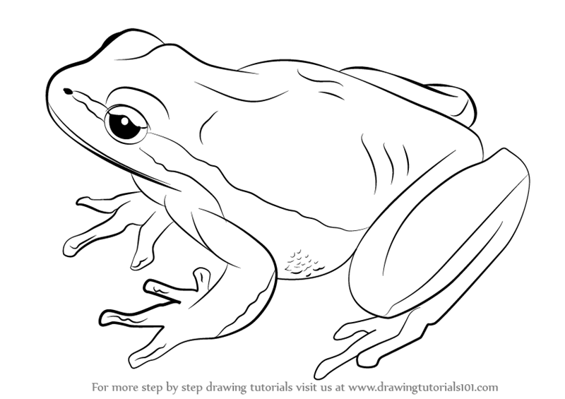 How To Draw A Lemon Yellow Tree Frog - Tree Frog Black And White, Transparent background PNG HD thumbnail