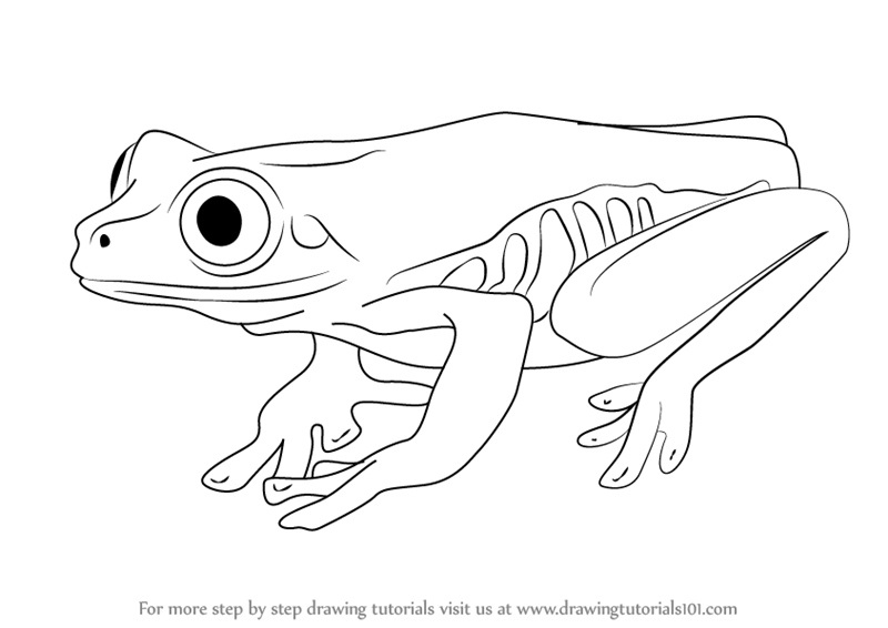 Learn How To Draw A Tree Frog (Amphibians) Step By Step : Drawing Tutorials - Tree Frog Black And White, Transparent background PNG HD thumbnail