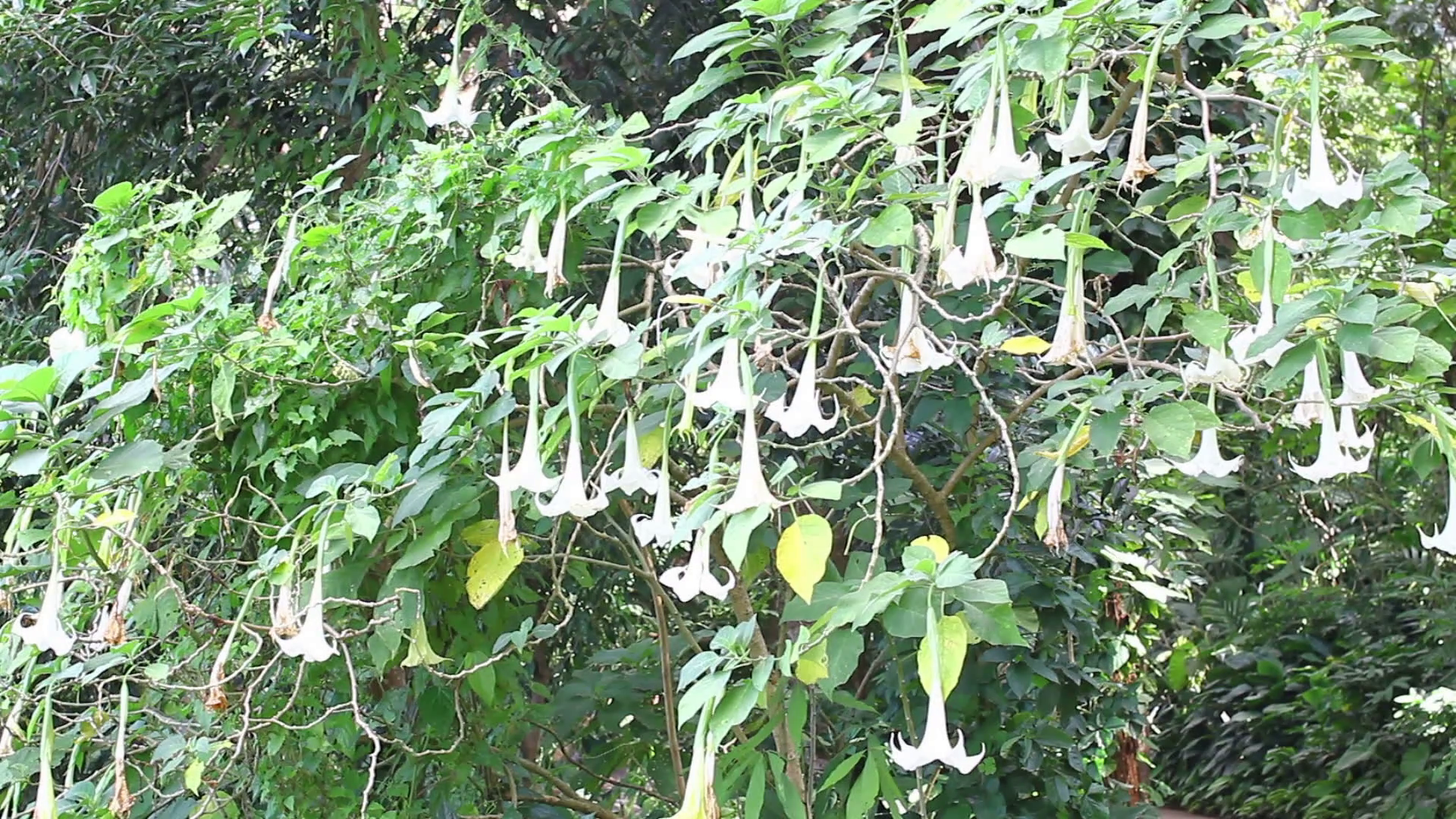 Tree Full Of Angels Png - Angelu0027S Trumpet Flower Or Datura Flower On The Tree Stock Video Footage   Videoblocks, Transparent background PNG HD thumbnail