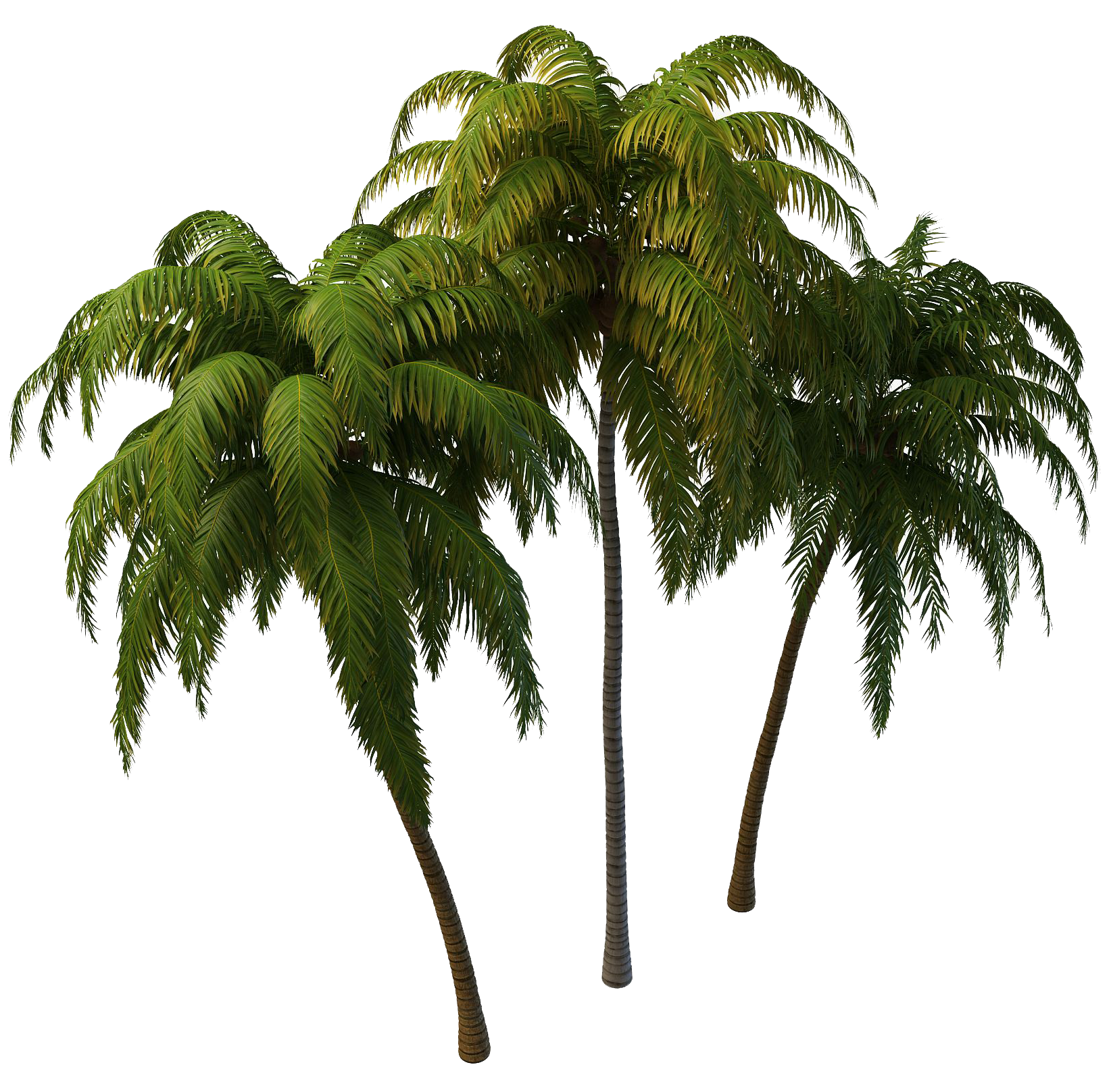 Coconut Tree Png Photos - Tree, Transparent background PNG HD thumbnail
