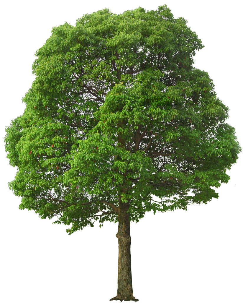 Green Tree Png - Tree, Transparent background PNG HD thumbnail