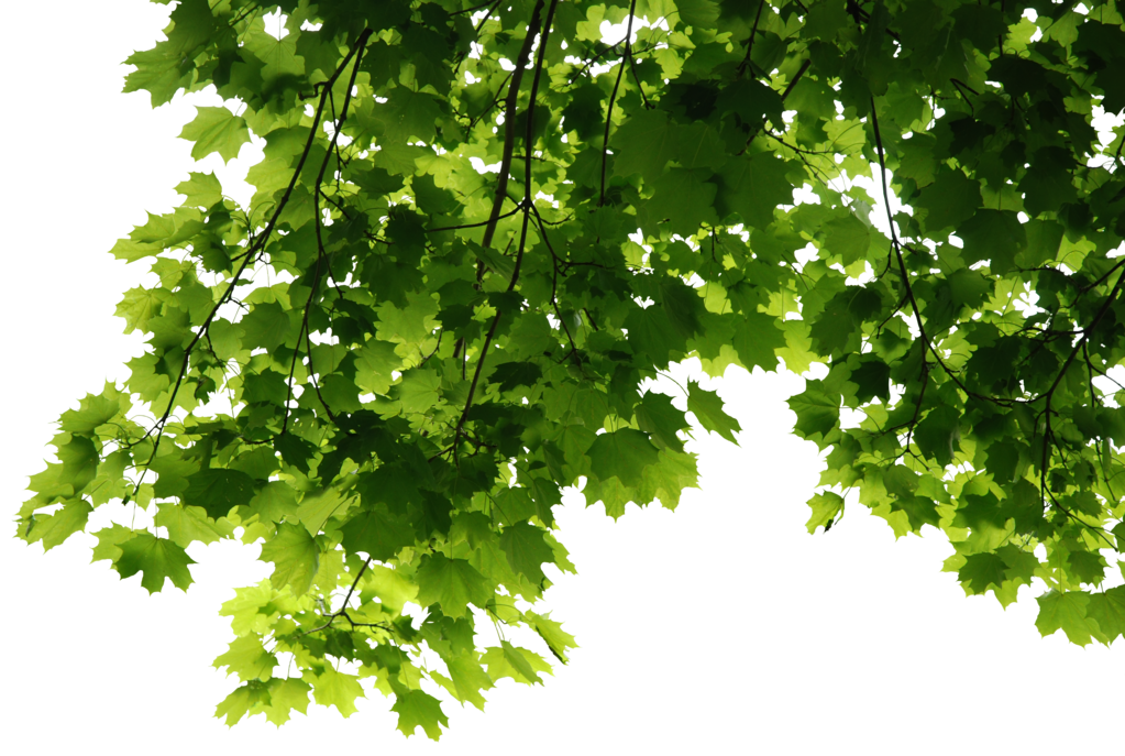 Hd Tree Leaves Render By 3Fixr Hdpng.com  - Tree, Transparent background PNG HD thumbnail