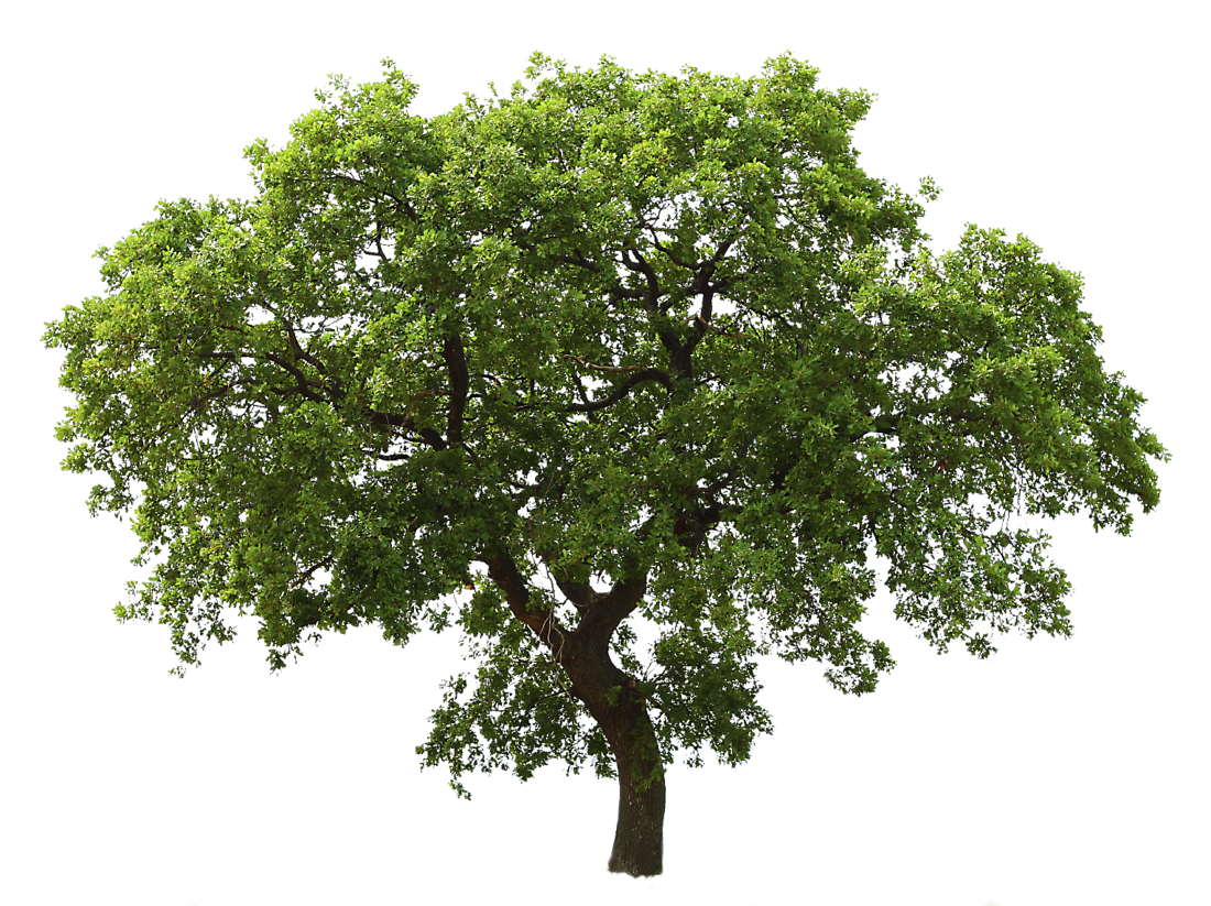 Oak Tree Medium - Tree, Transparent background PNG HD thumbnail