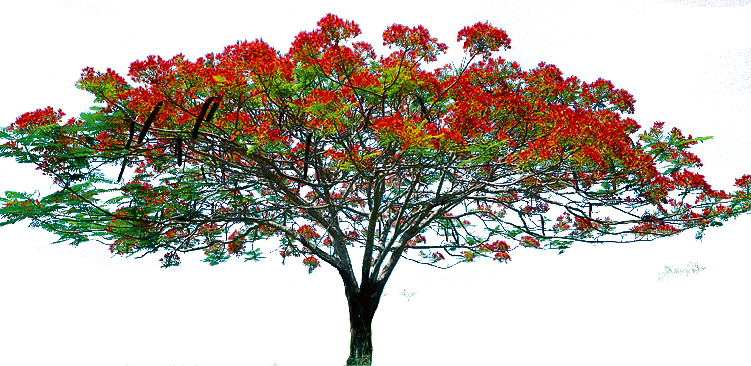 Pin Red Flower Clipart Flower Tree #1 - Tree, Transparent background PNG HD thumbnail