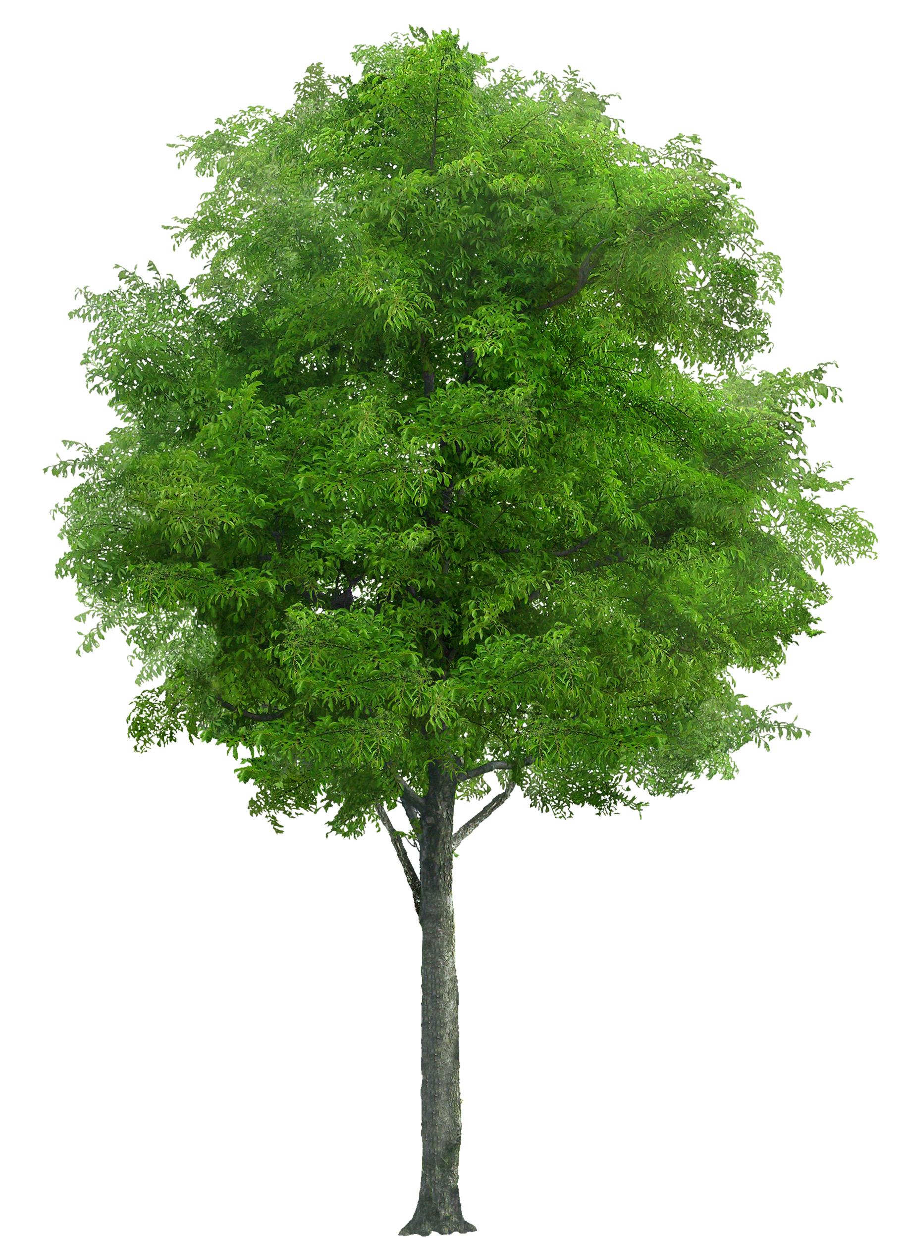 Tree Png Image - Tree, Transparent background PNG HD thumbnail