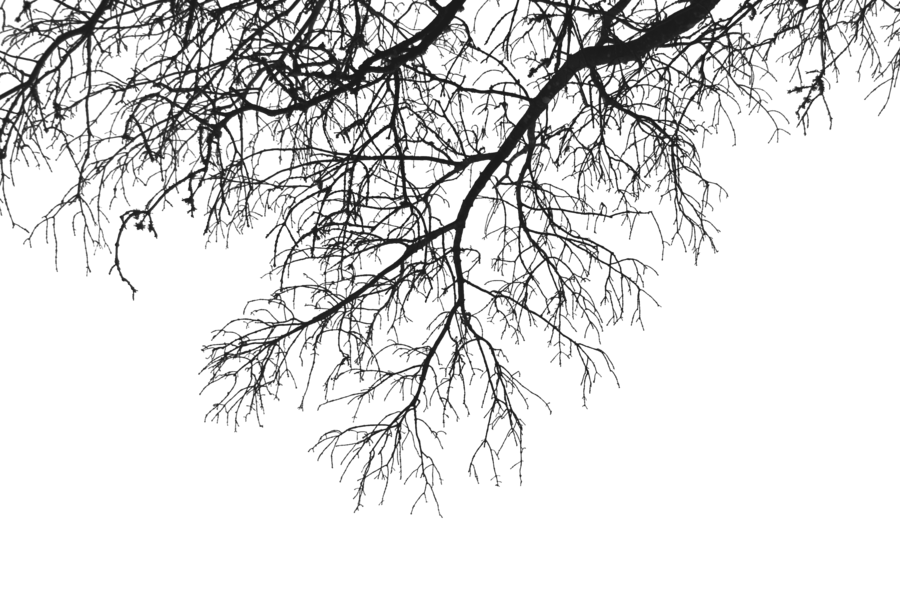Tree Branch PNG Transparent I