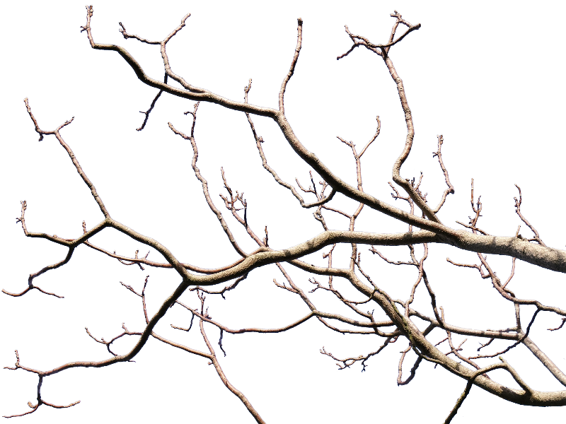 Dead Tree/Branches Stock (png