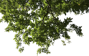 Deciduous Branch 03 - Tree Limb, Transparent background PNG HD thumbnail