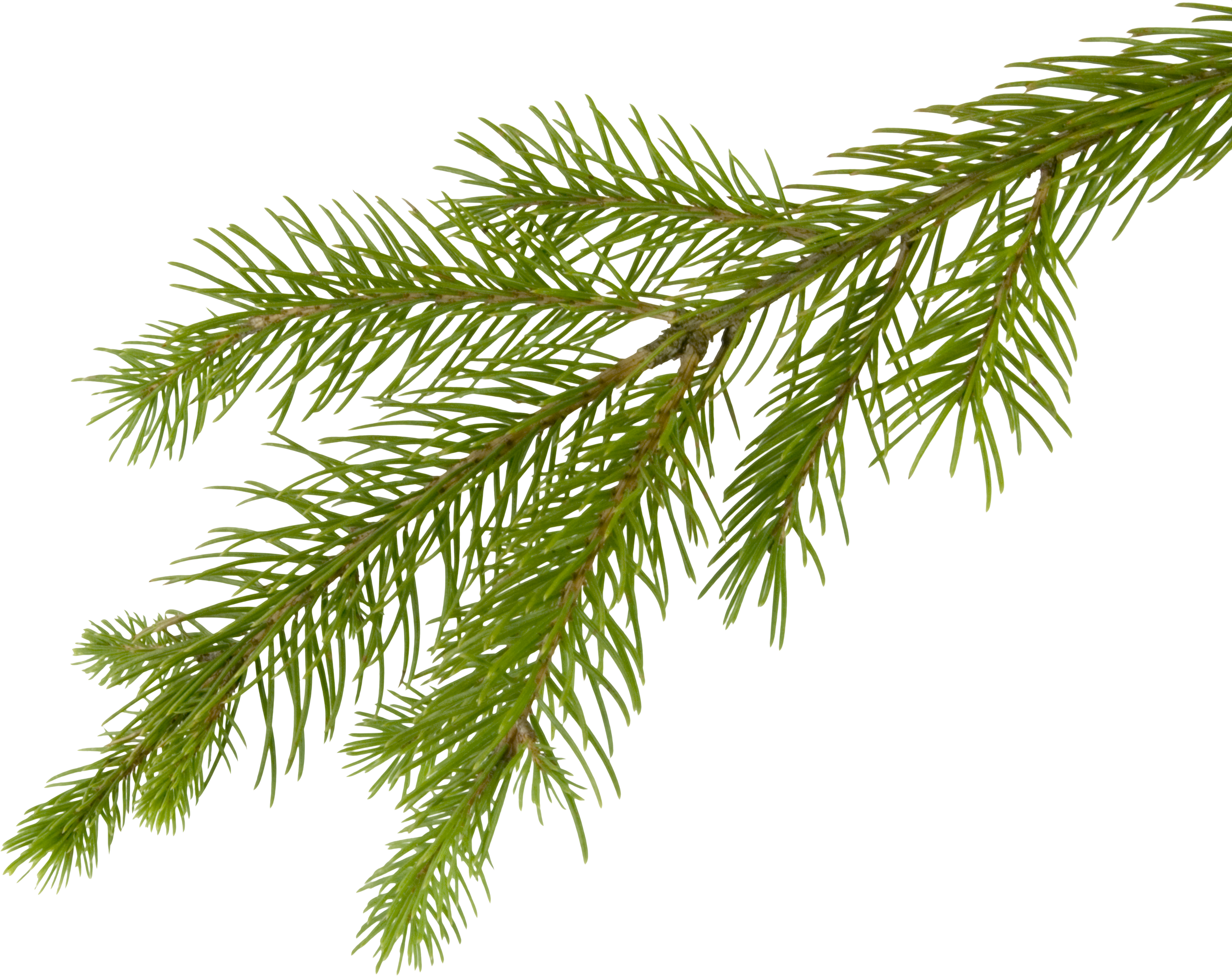Fir Tree Png Image - Tree Limb, Transparent background PNG HD thumbnail