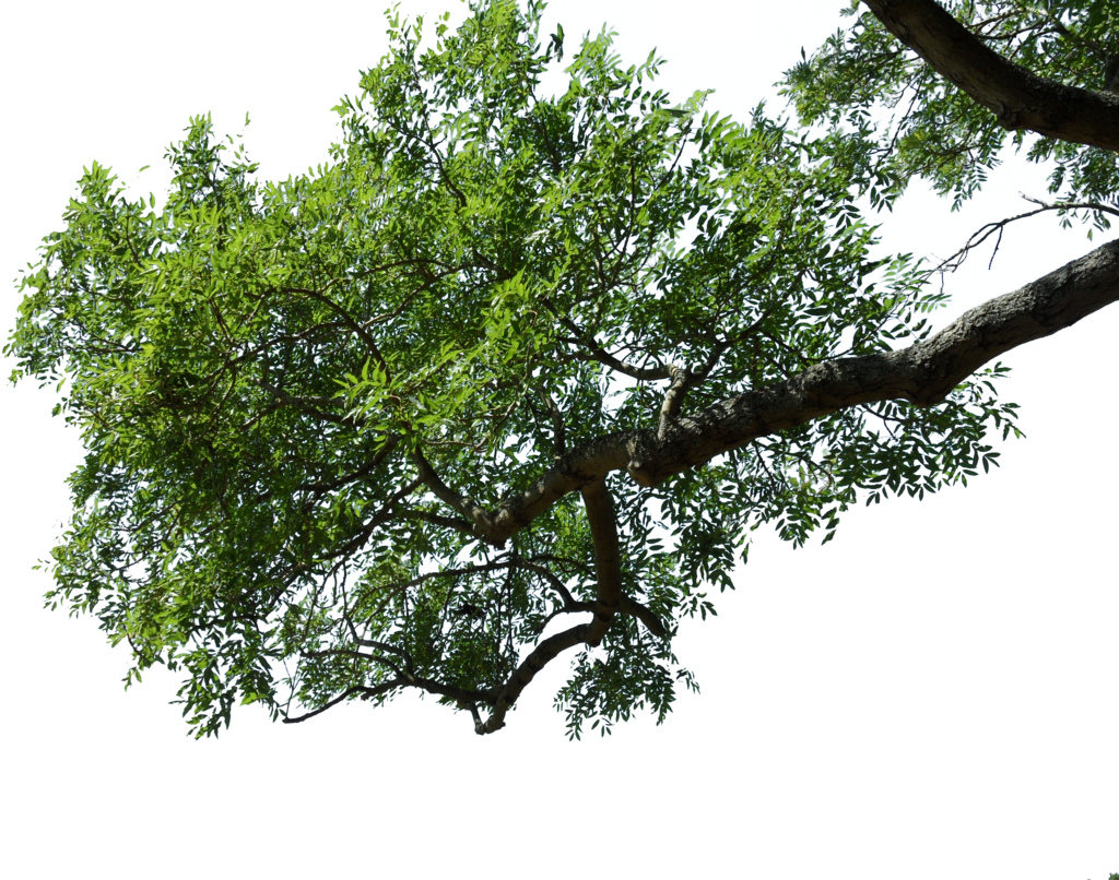 Tree Branch Snip | By Rubyblossom. - Tree Limb, Transparent background PNG HD thumbnail