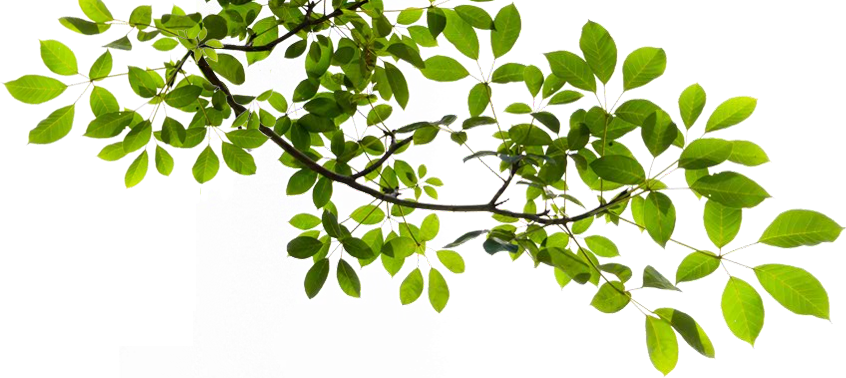 Tree-Branch-Transparent-PNG.png, Tree Limb PNG - Free PNG