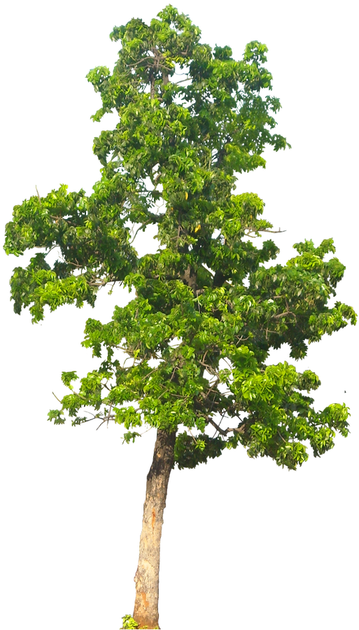 20 Free Tree Png Images   Mahogani05L - Tree, Transparent background PNG HD thumbnail