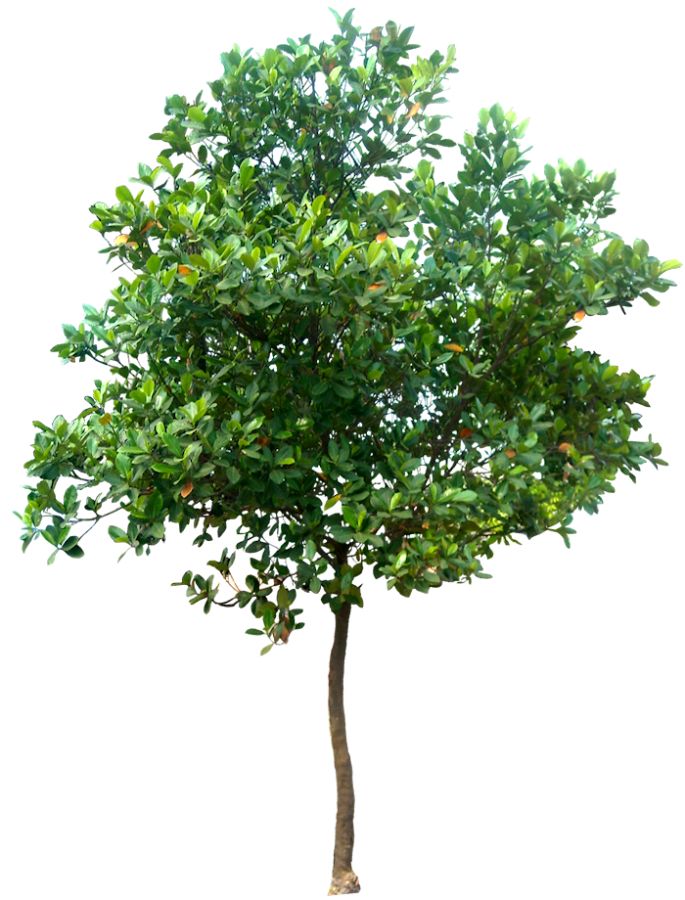20 Tree Png Images For Architecture, Landscape, Interior Renderings @ Dzzyn Pluspng.com # - Tree, Transparent background PNG HD thumbnail