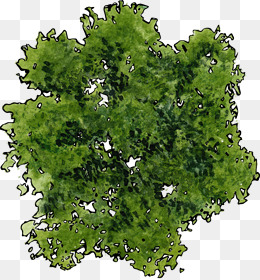 A Top View Of A Green Tree, Top View, Green, Plant Png Image - Tree Top View, Transparent background PNG HD thumbnail