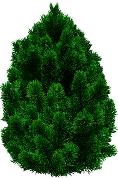 Pine Tree Png By Dbszabo1 On Deviantart - Tree Top View, Transparent background PNG HD thumbnail