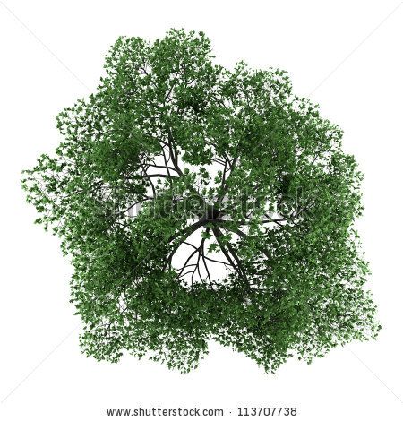 Stock Images Similar To Id 109888955   Top View Of Umbrella Tree. - Tree Top View, Transparent background PNG HD thumbnail