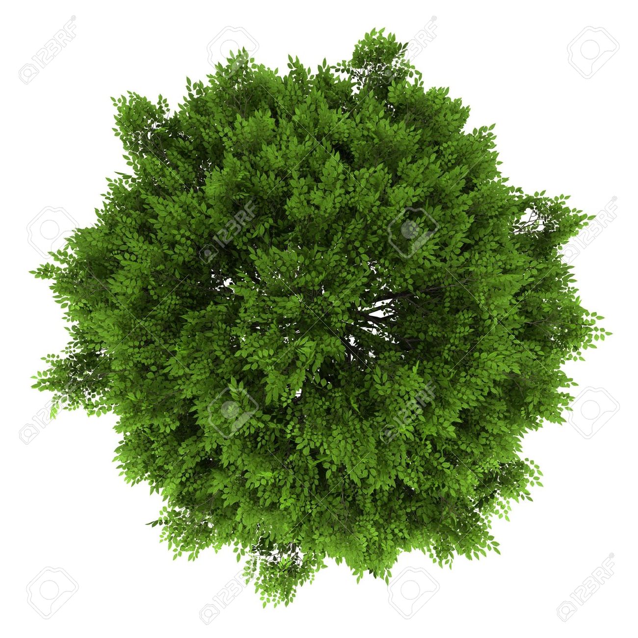 Top View Of European Ash Tree Isolated On White Background Stock Photo   14890712 - Tree Top View, Transparent background PNG HD thumbnail