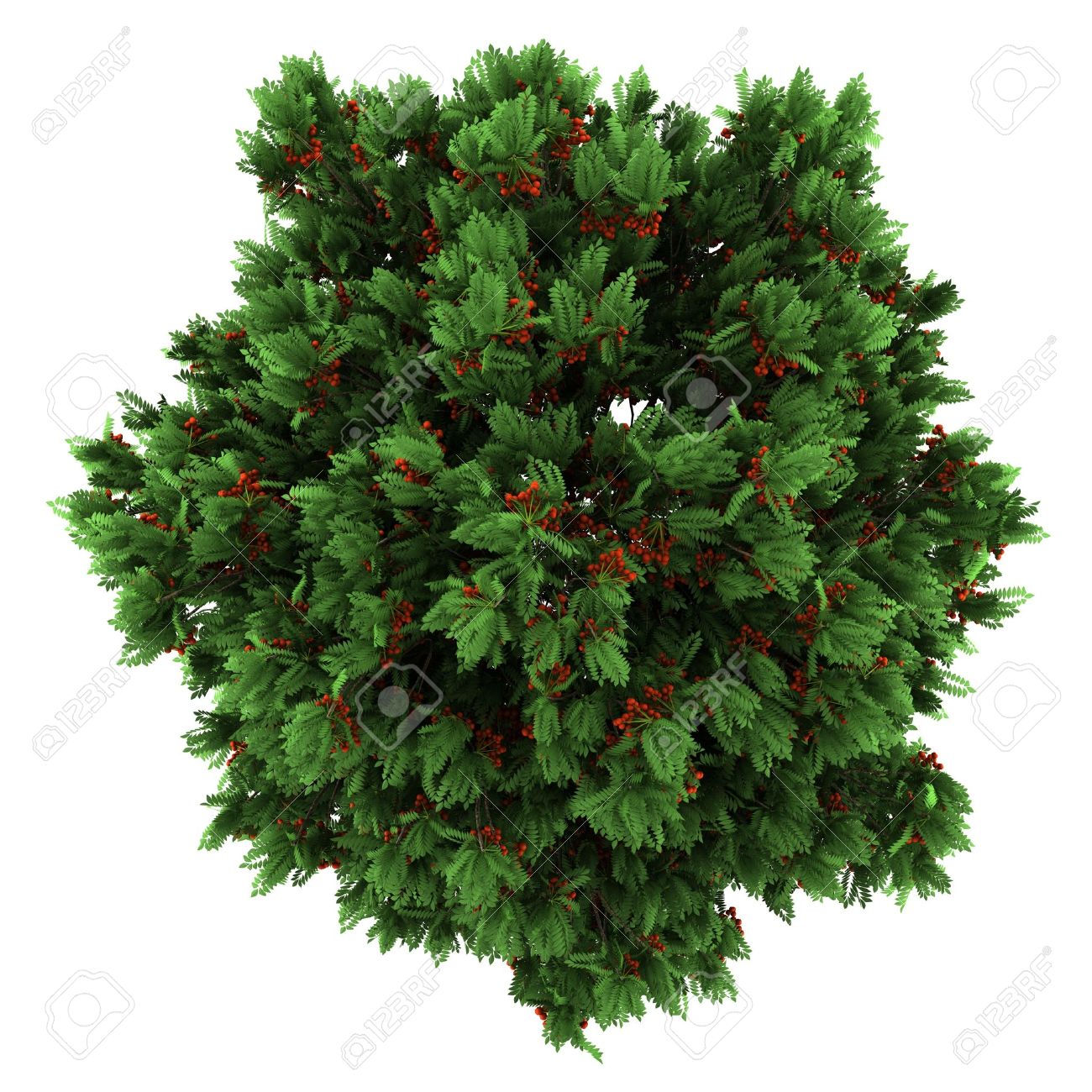 Top View Of European Rowan Tree Isolated On White Background Stock Photo   15150101 - Tree Top View, Transparent background PNG HD thumbnail