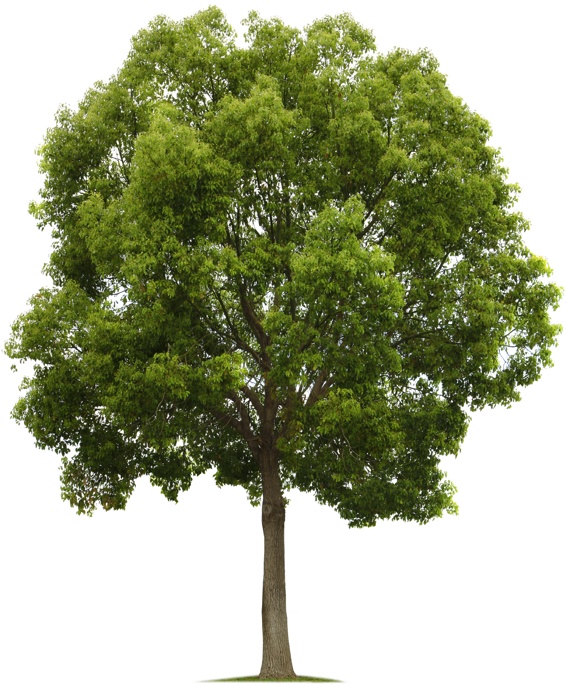 Tree.png (1903×2304) - Tree, Transparent background PNG HD thumbnail