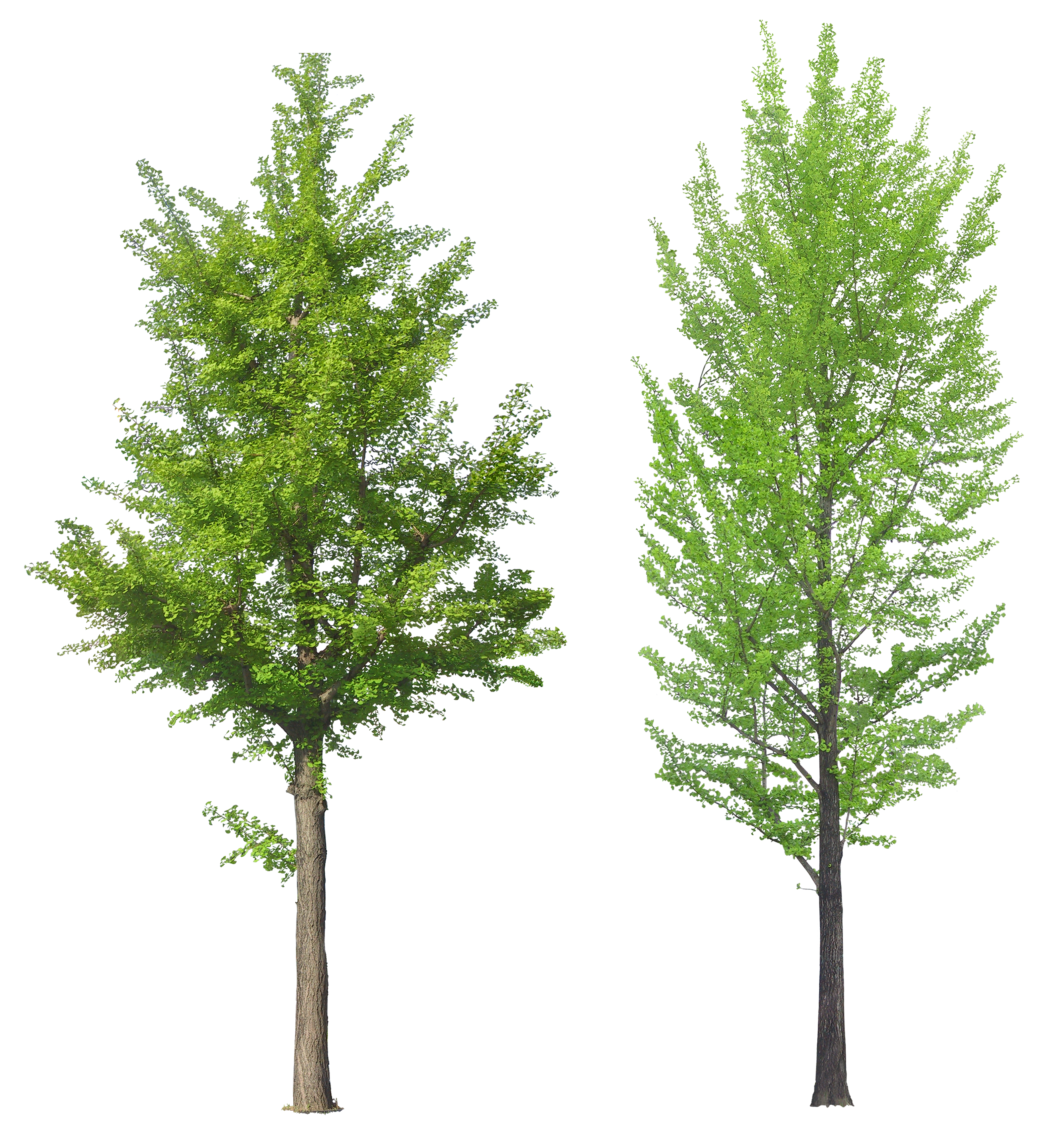 Tree Png Image - Tree, Transparent background PNG HD thumbnail