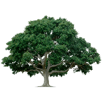 Tree Png Image Download Picture Png Image - Tree, Transparent background PNG HD thumbnail