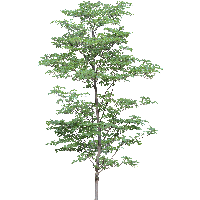 Tree Png Image Png Image - Tree, Transparent background PNG HD thumbnail