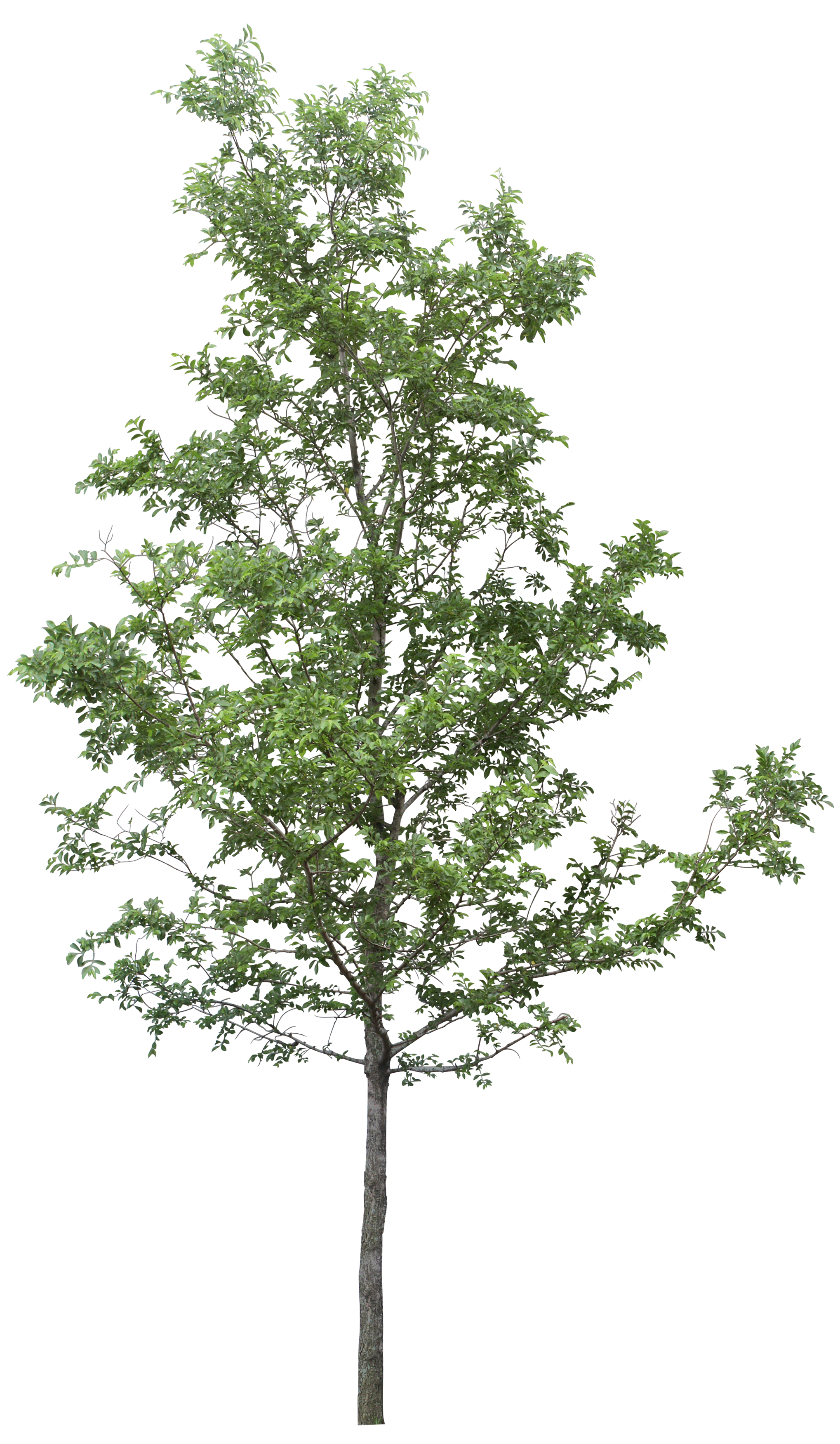 Tree Png Image Tree Png Image Image #793 - Tree, Transparent background PNG HD thumbnail