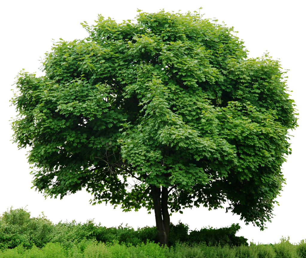 . Hdpng.com Hd Tree Full Render By 3Fixr - Trees, Transparent background PNG HD thumbnail