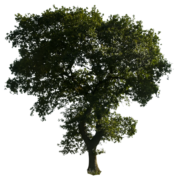 Tree 52 Png By Gd08 Hdpng.com  - Trees, Transparent background PNG HD thumbnail
