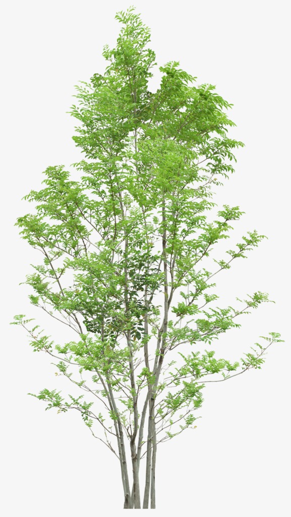 Trees, Trees Png Image - Trees, Transparent background PNG HD thumbnail