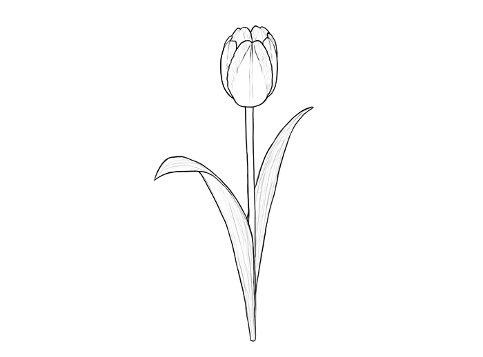 Tulip Cliparts Outline #25828