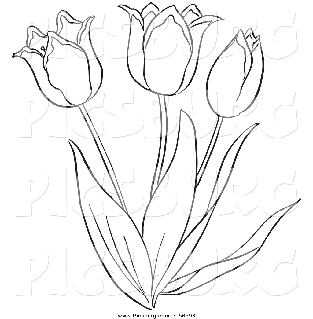 Pin Drawn Tulip Clipart #4 - Tulip Outline, Transparent background PNG HD thumbnail