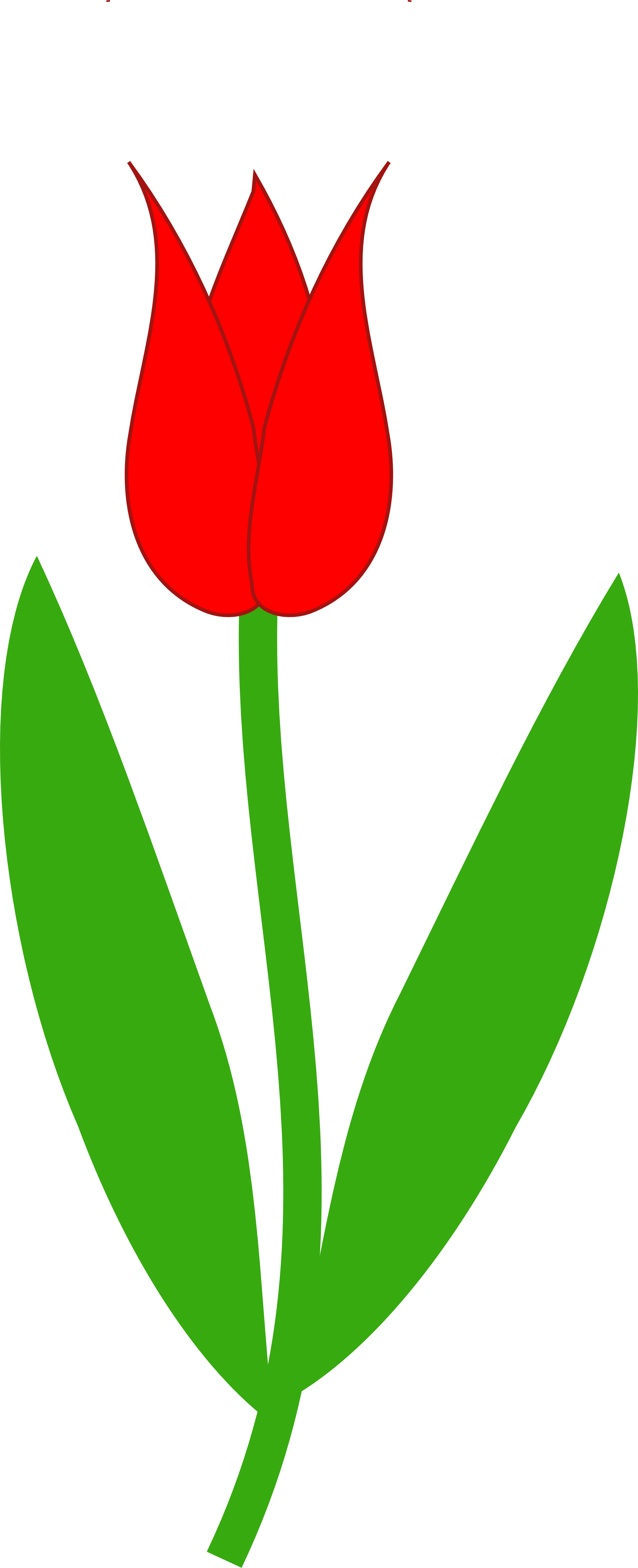 Tulip - Tulip Outline, Transparent background PNG HD thumbnail