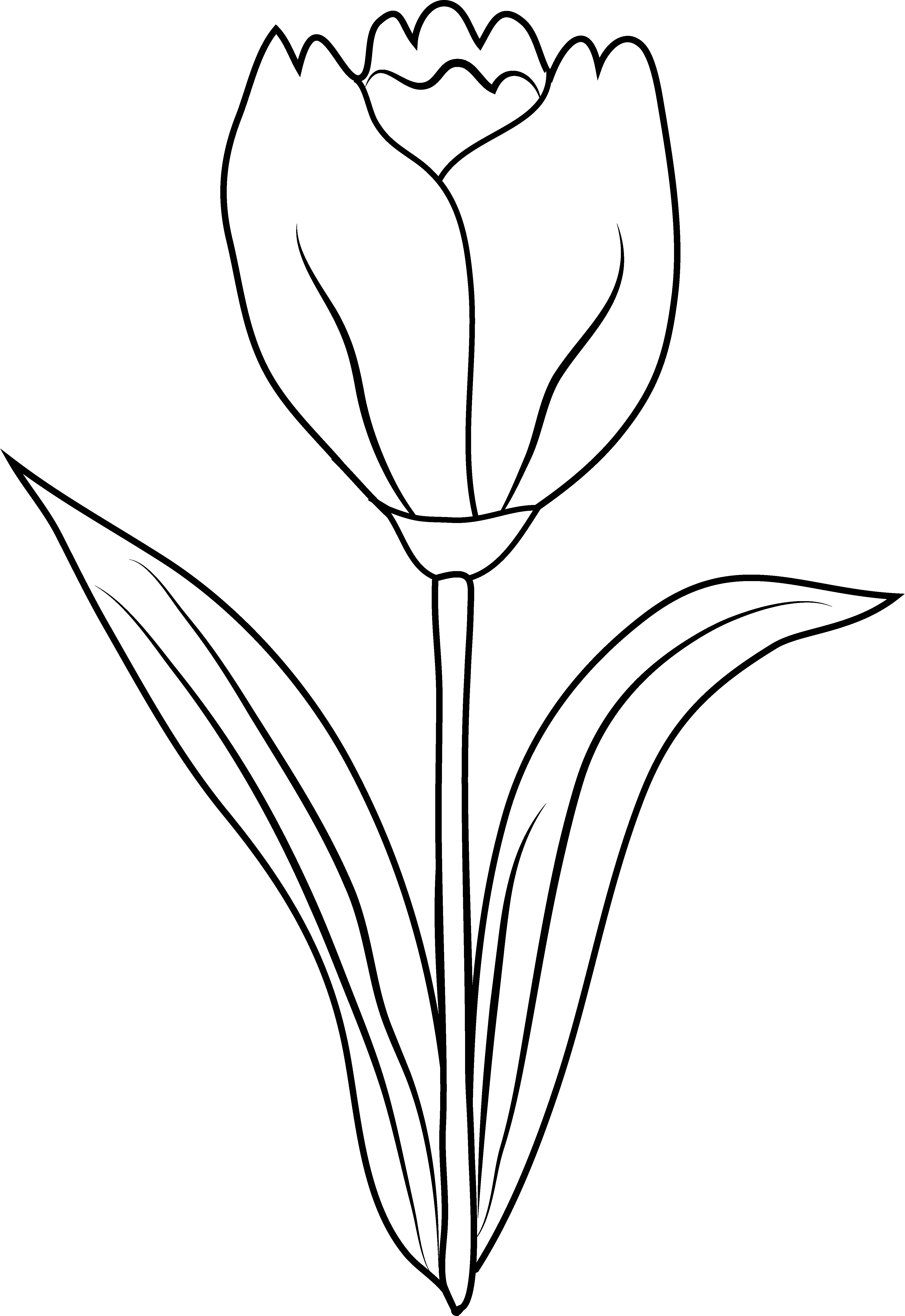 Tulip - Tulip Outline, Transparent background PNG HD thumbnail