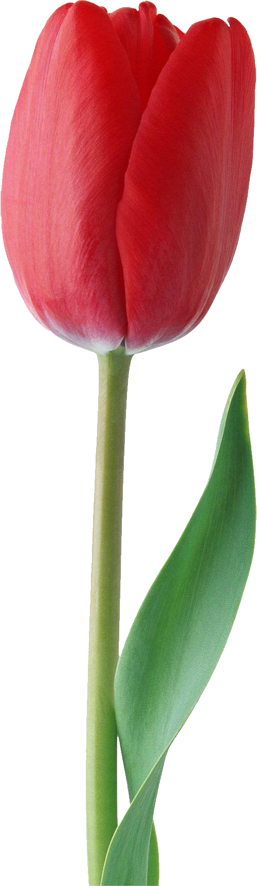 Red Tulip Png Image - Tulip, Transparent background PNG HD thumbnail