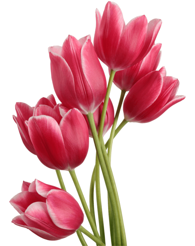 Tulip Bouquet - Tulip, Transparent background PNG HD thumbnail