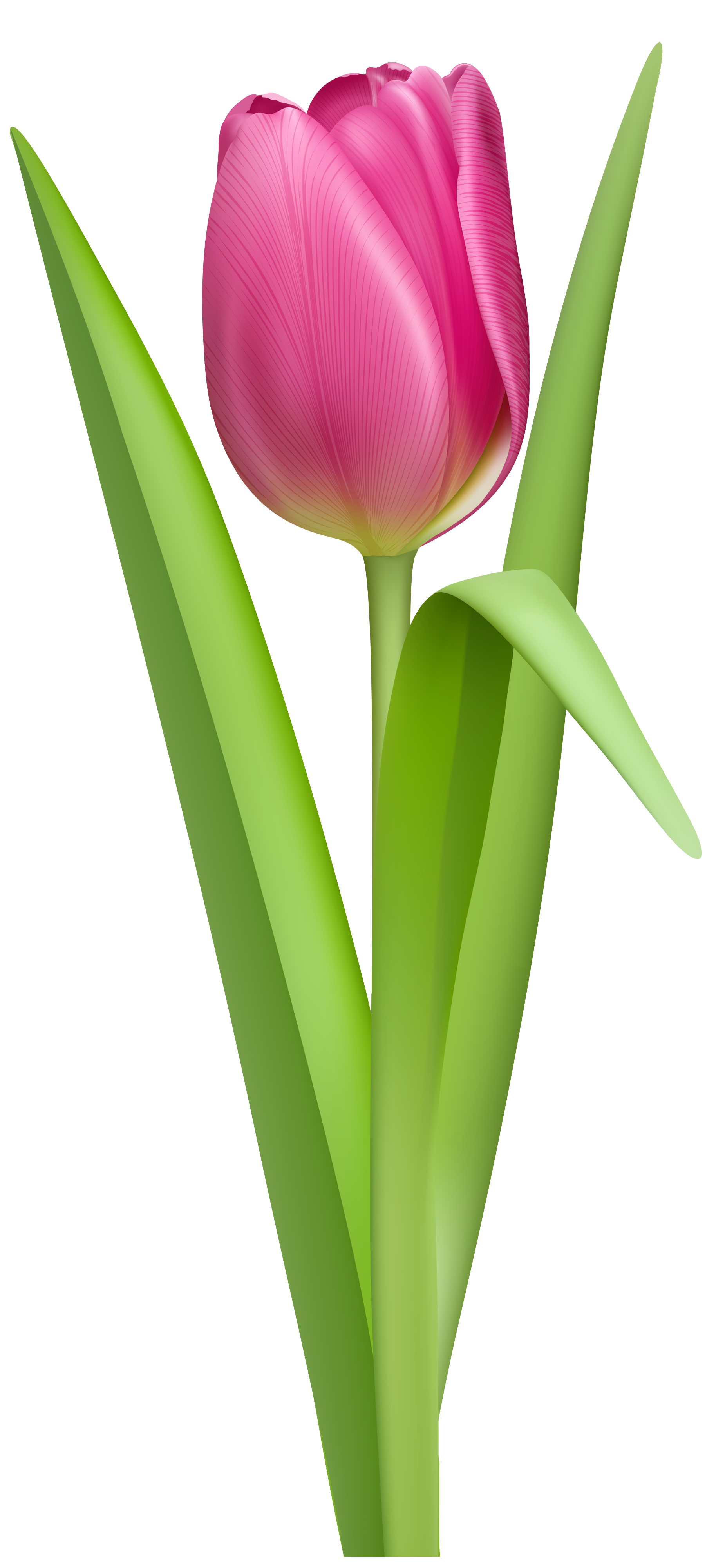 Tulip Clipart No Background #42 - Tulip, Transparent background PNG HD thumbnail