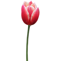 Tulip Free Png Image Png Image - Tulip, Transparent background PNG HD thumbnail