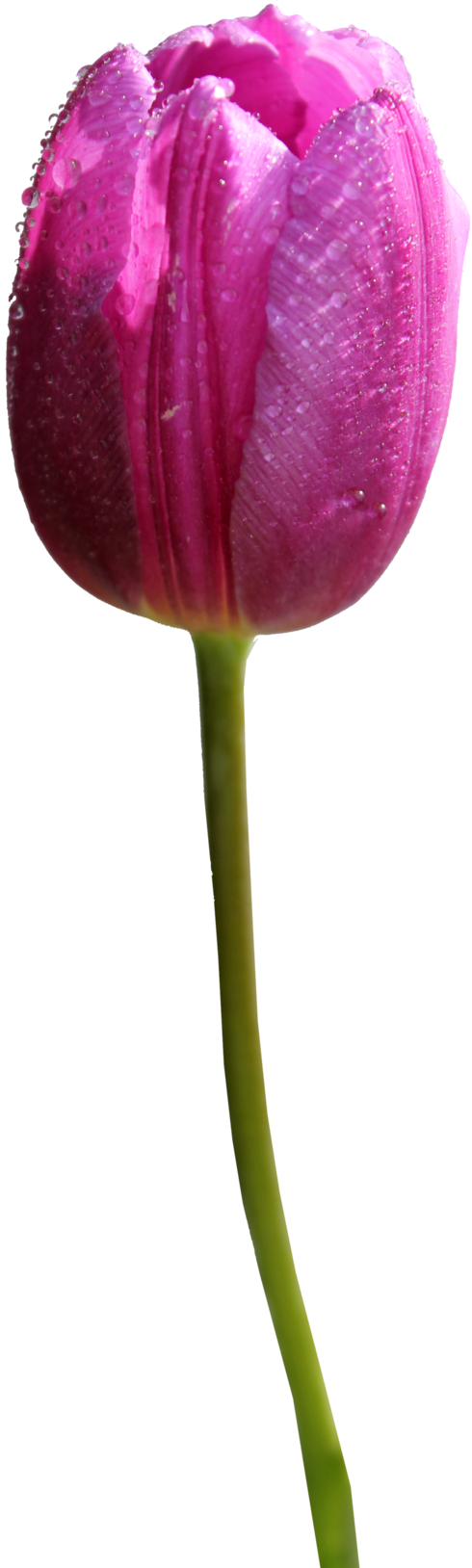 Tulip Png 03 By Thy Darkest Hour Hdpng.com  - Tulip, Transparent background PNG HD thumbnail