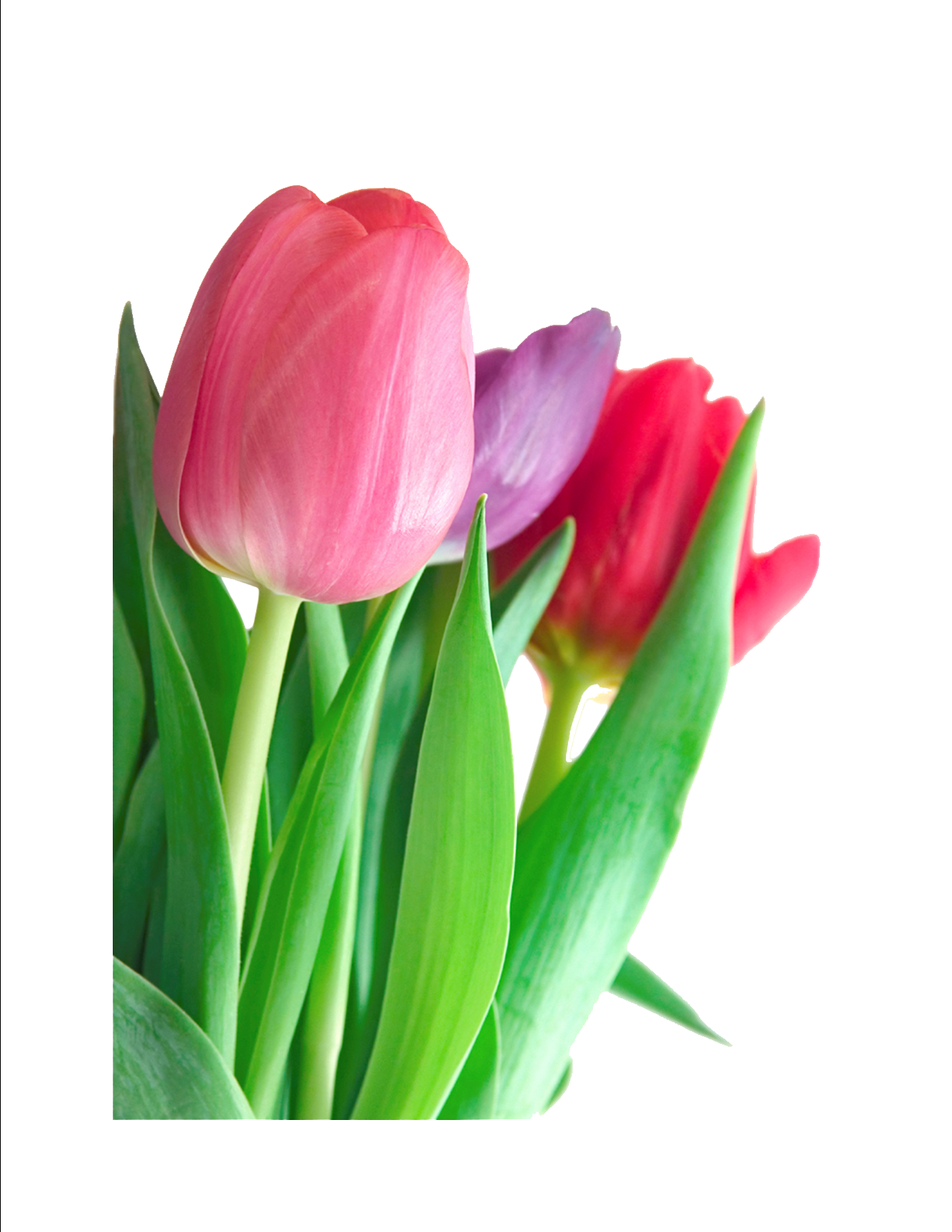 Tulip Png Clipart - Tulip, Transparent background PNG HD thumbnail
