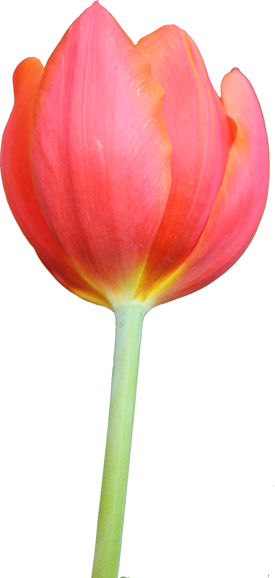 Tulip Png Hd - Tulip, Transparent background PNG HD thumbnail